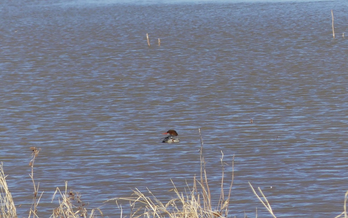 Хумхин бохио - ML641259894