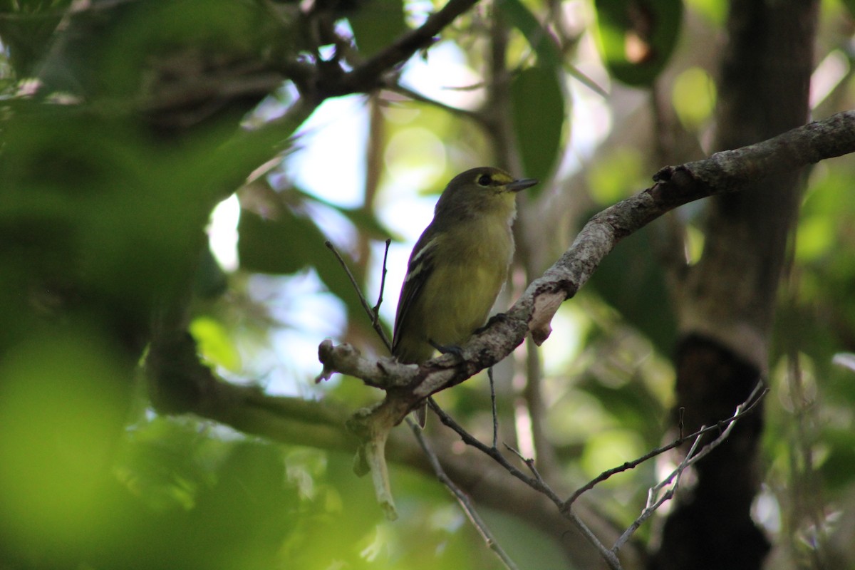 Thick-billed Vireo - ML641259896