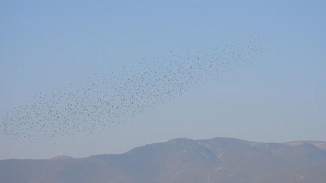 Brown-headed Cowbird - ML641259926