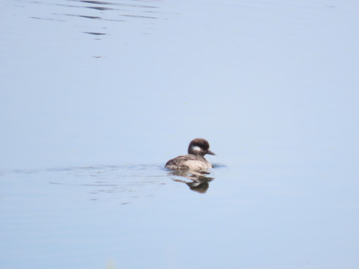 Bufflehead - ML641259948