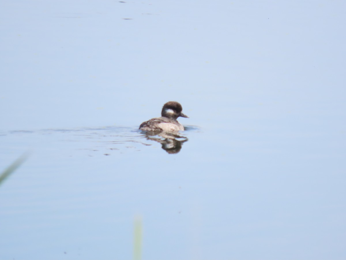 Bufflehead - ML641259949