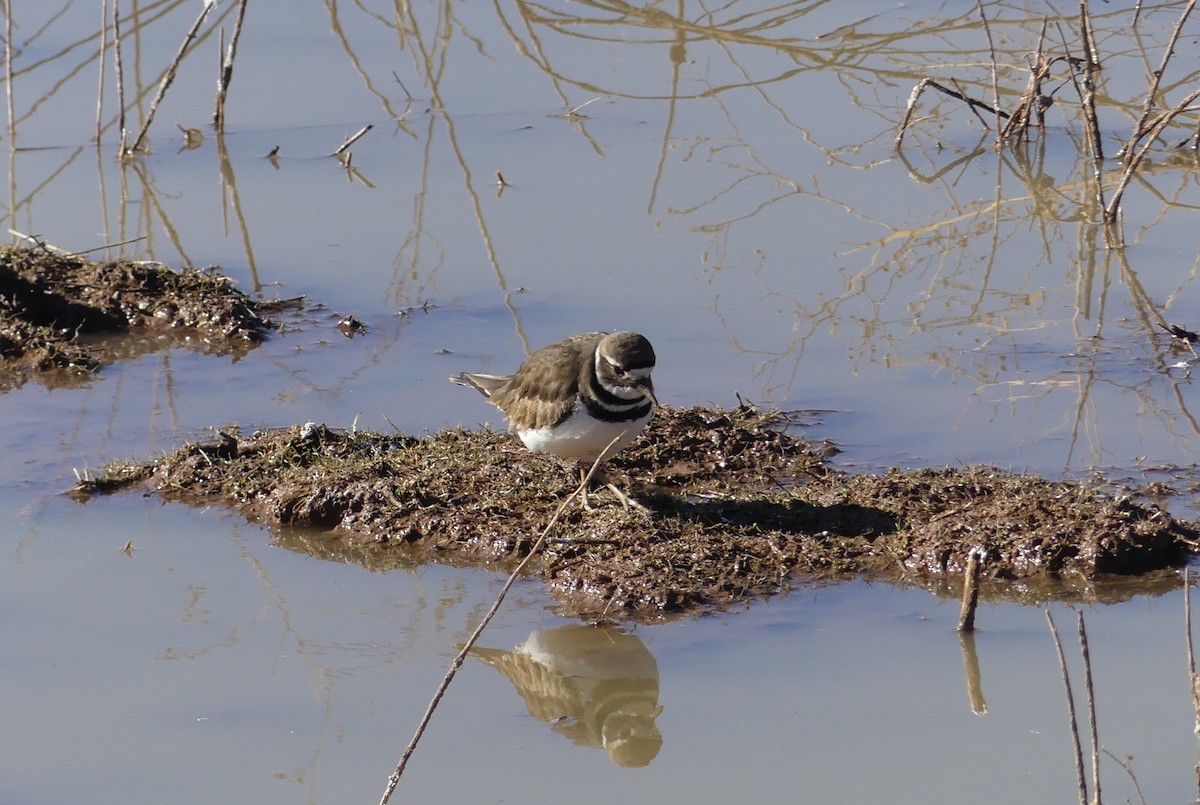 Killdeer - ML641259952