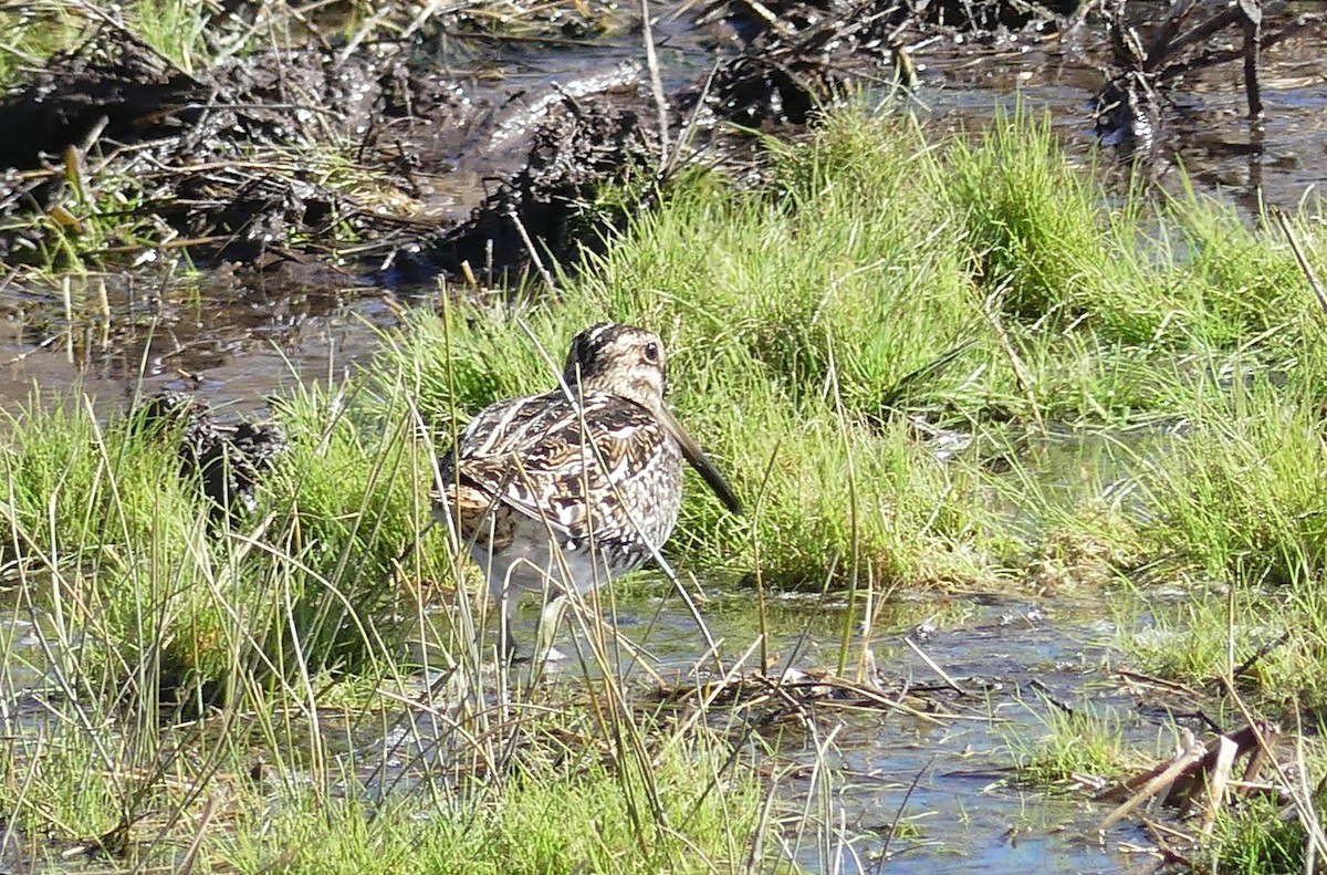 Wilson's Snipe - ML641259980