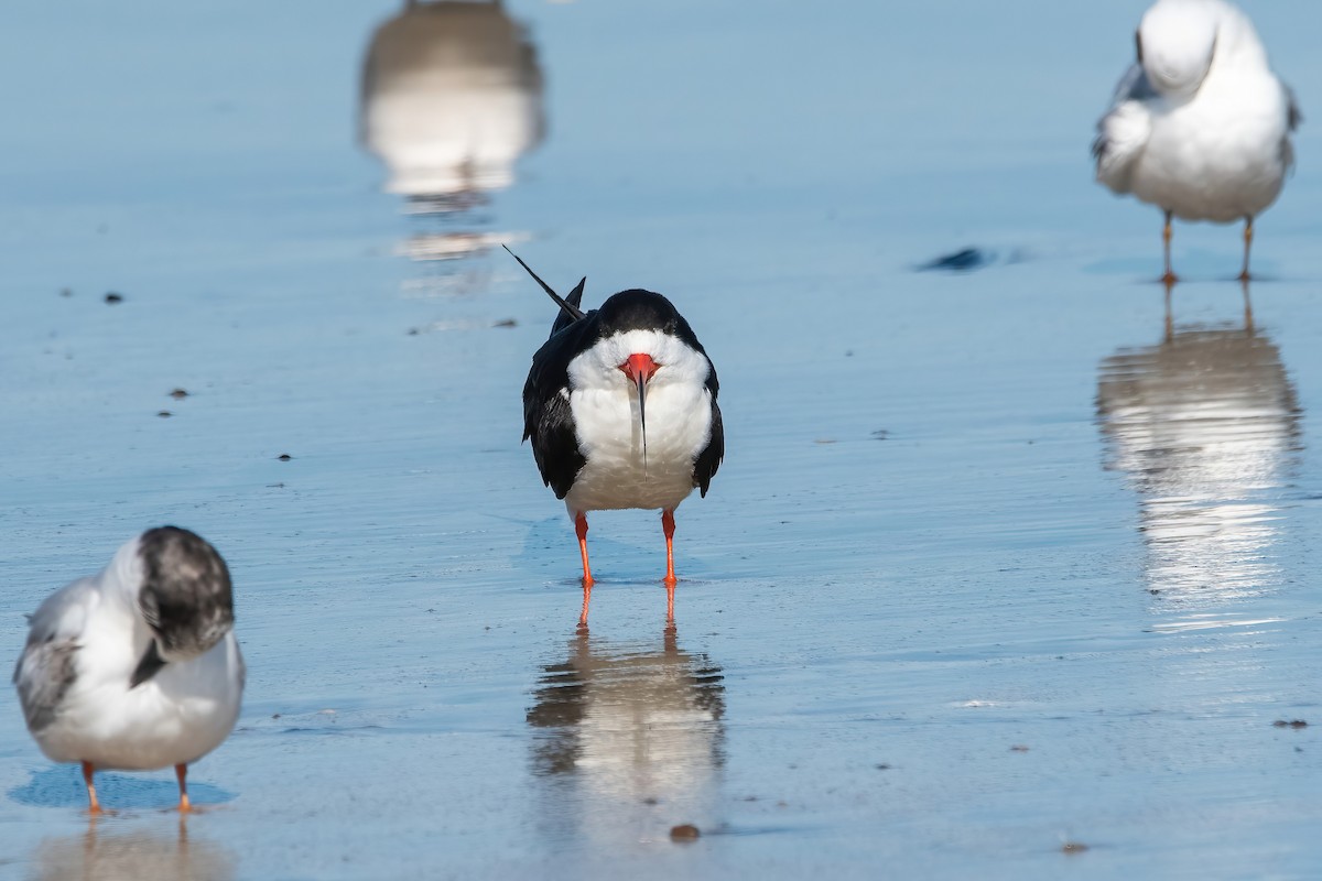 Black Skimmer - ML641259998