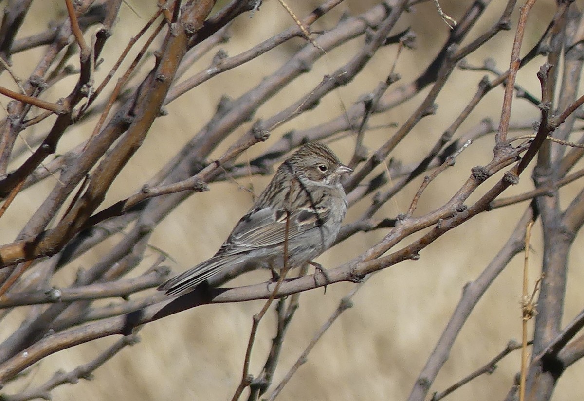 Brewer's Sparrow - ML641260064