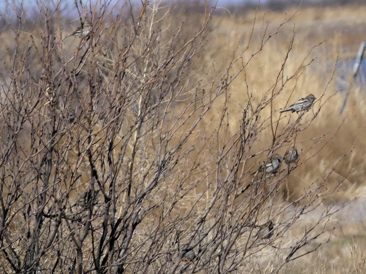 Lark Bunting - ML641260085