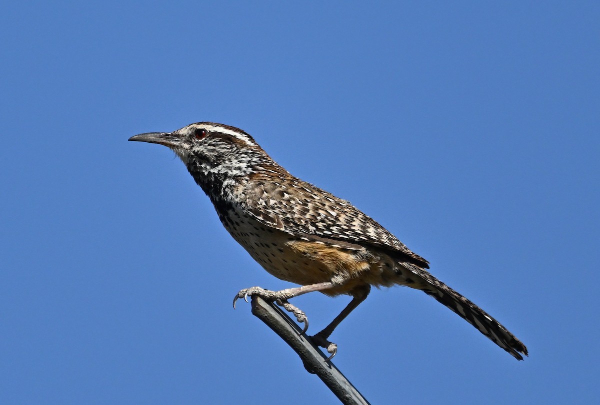 Cactus Wren - ML641260109