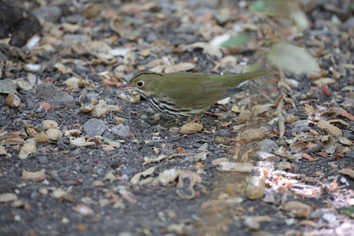 Ovenbird - ML641260114