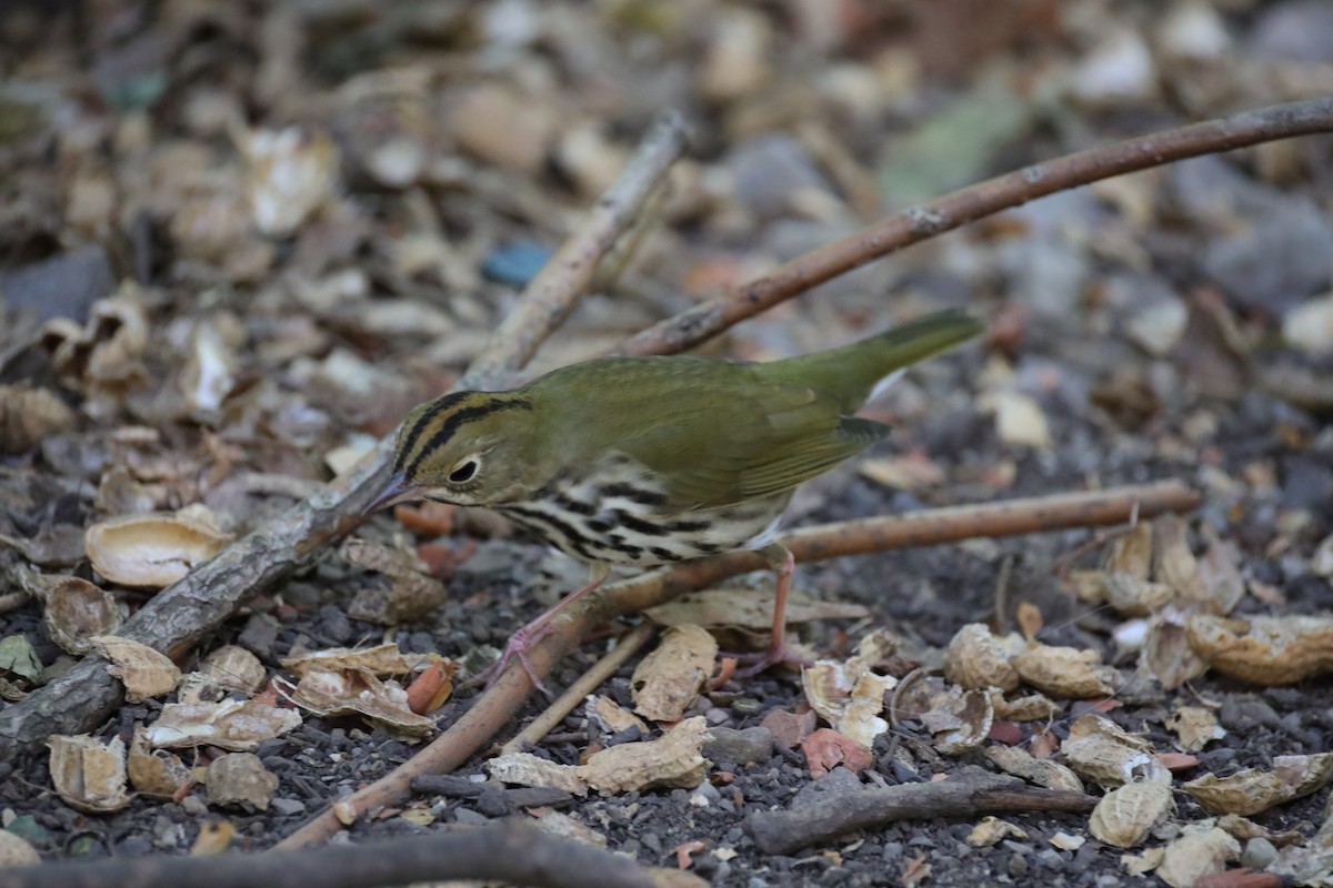 Ovenbird - ML641260115