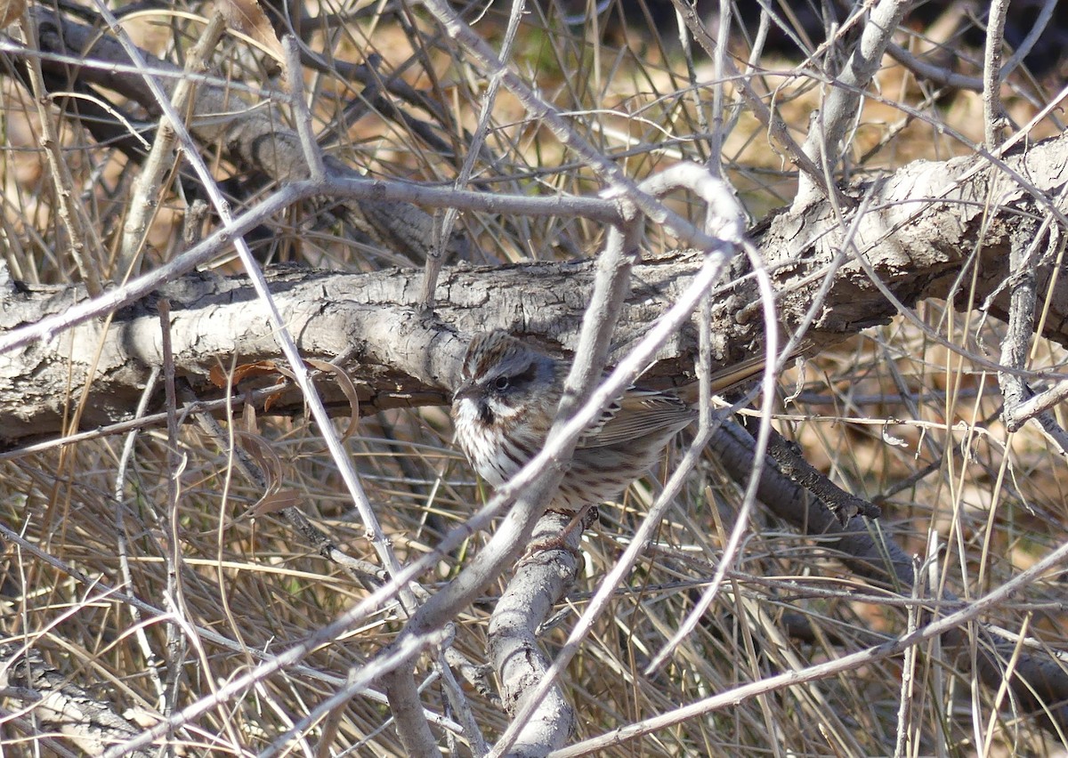 Lincoln's Sparrow - ML641260126
