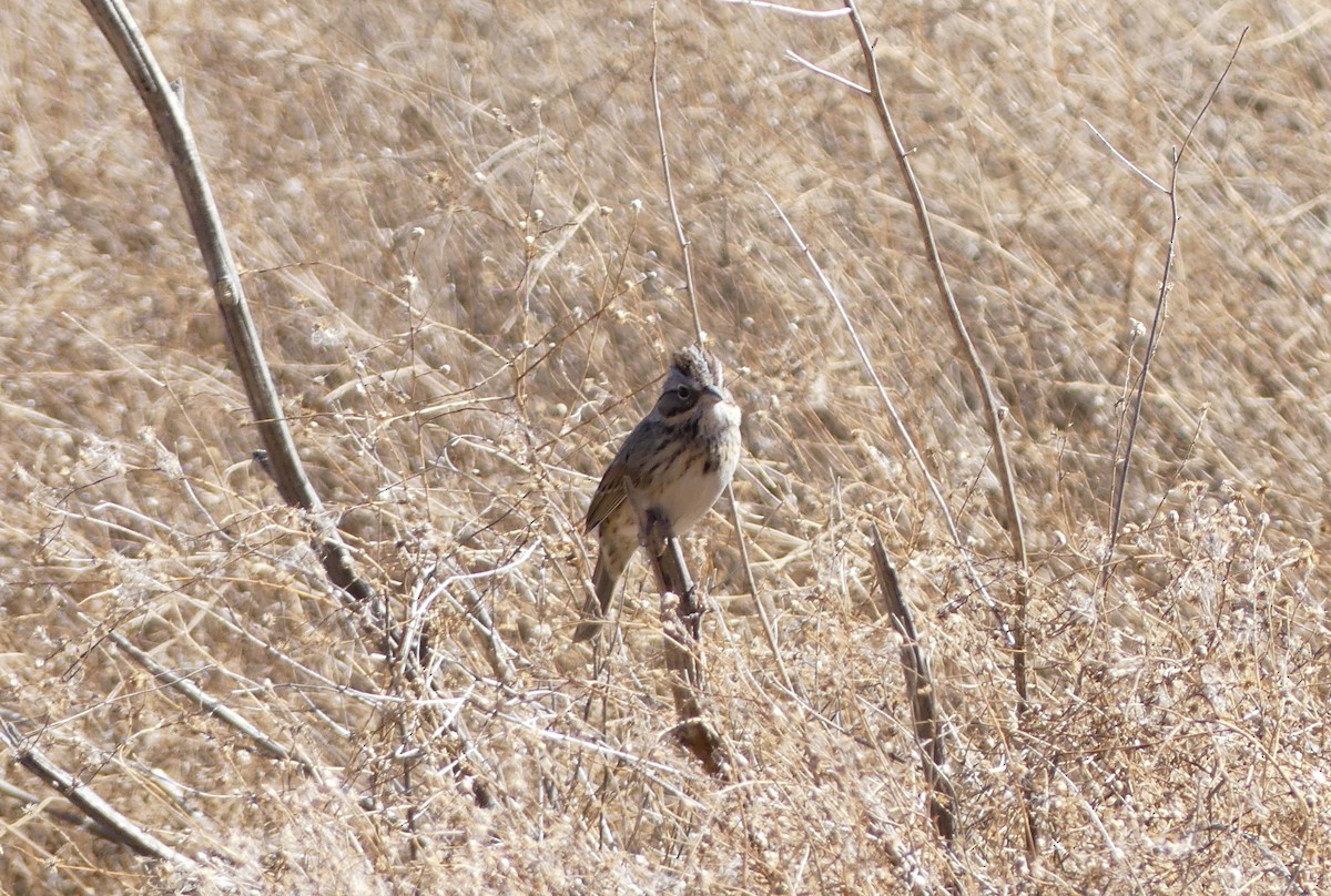 Lincoln's Sparrow - ML641260127