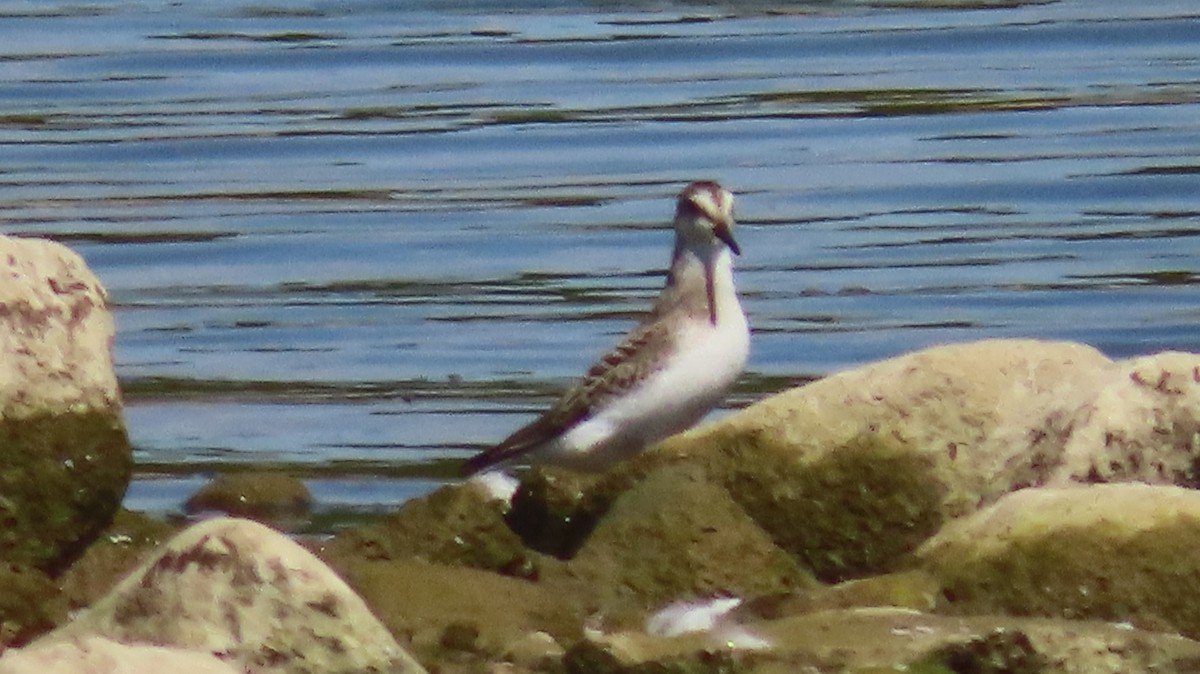 sandsnipe - ML641260132