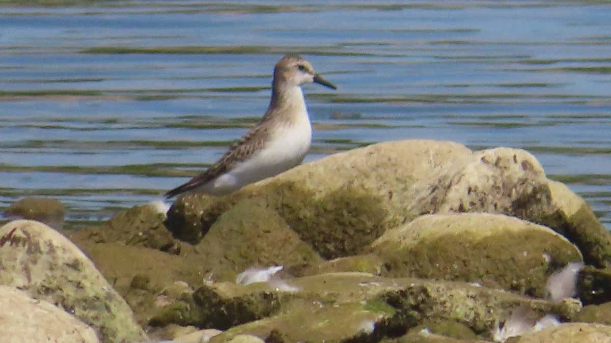 sandsnipe - ML641260152