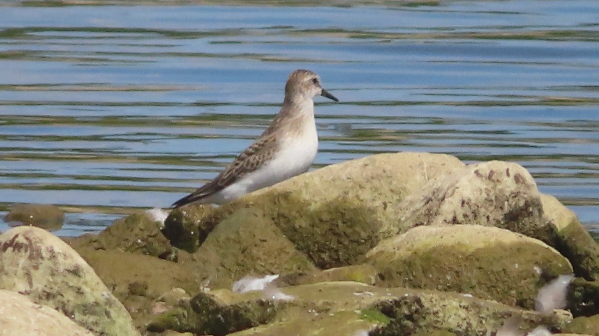 sandsnipe - ML641260155