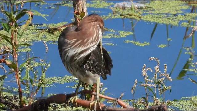 Green Heron (virescens/bahamensis) - ML641260156
