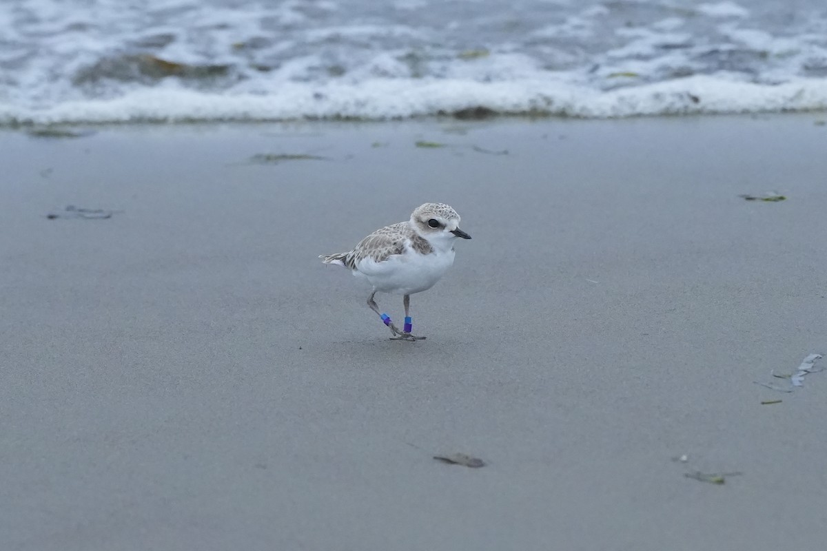 Snowy Plover - ML641260170