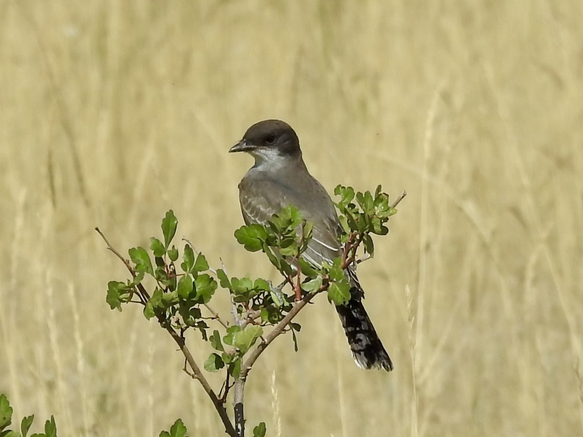 Eastern Kingbird - ML641260185
