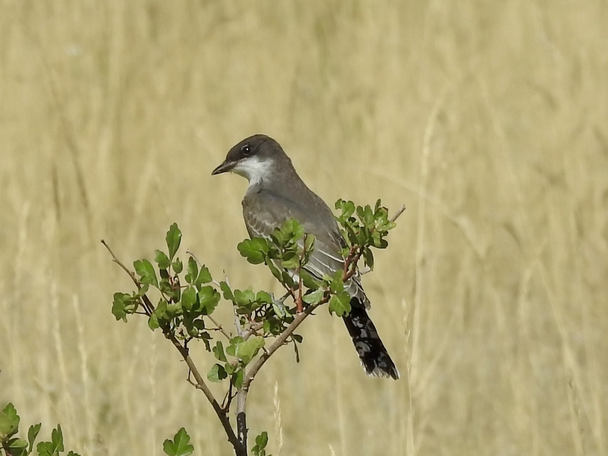 Eastern Kingbird - ML641260186