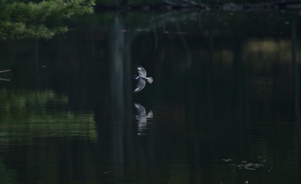 Belted Kingfisher - ML641260196
