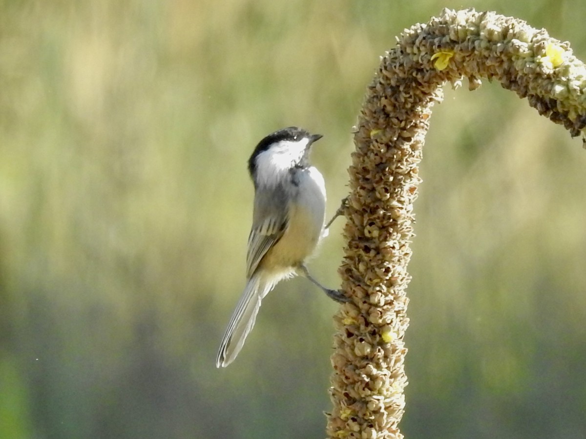 Black-capped Chickadee - ML641260204