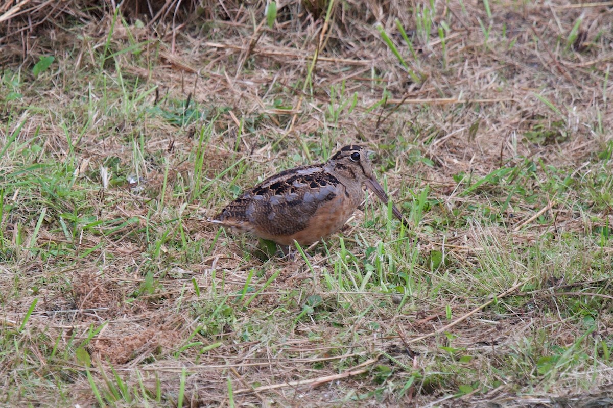 American Woodcock - ML641260206