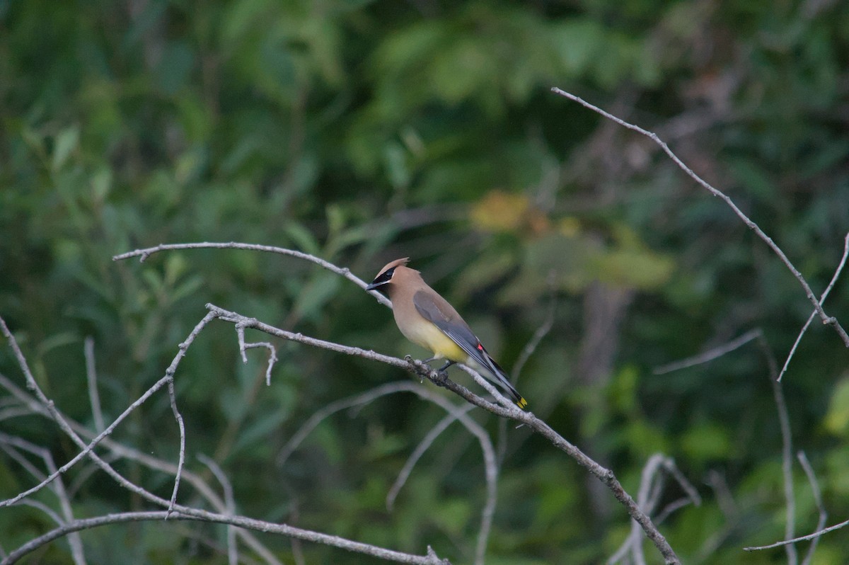Cedar Waxwing - ML641260208