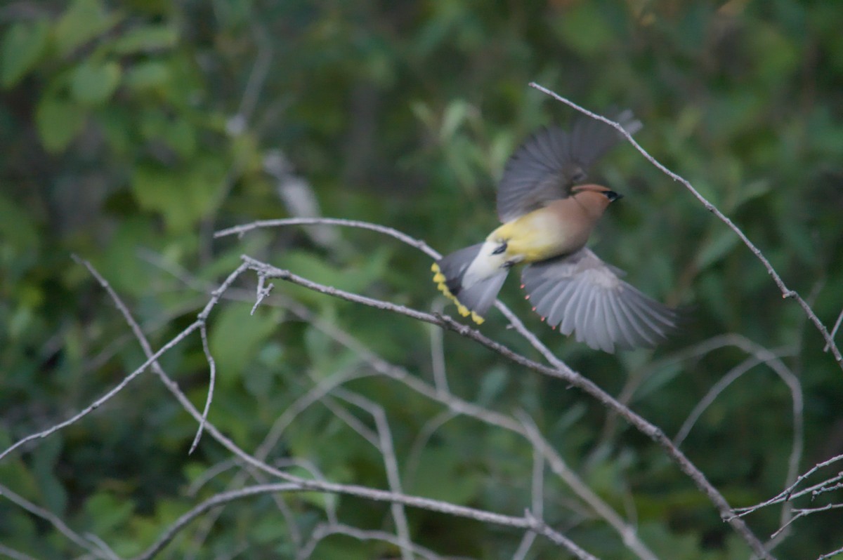 Cedar Waxwing - ML641260211
