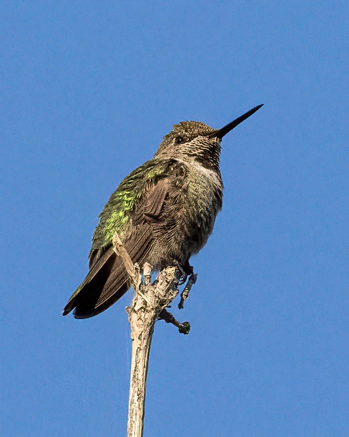 Anna's Hummingbird - ML641260221