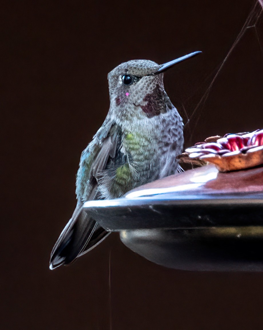 Anna's Hummingbird - ML641260231