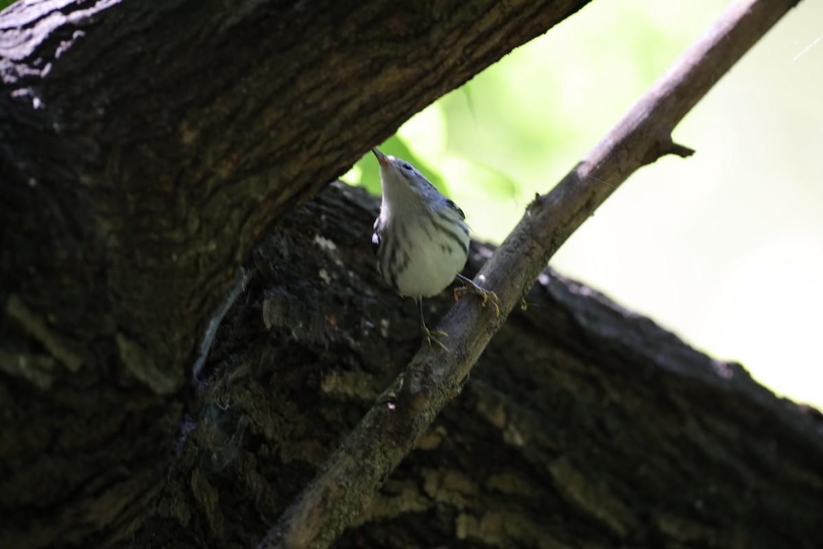 Black-and-white Warbler - ML641260238
