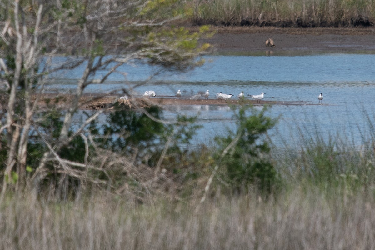 Gull-billed Tern - ML641260242