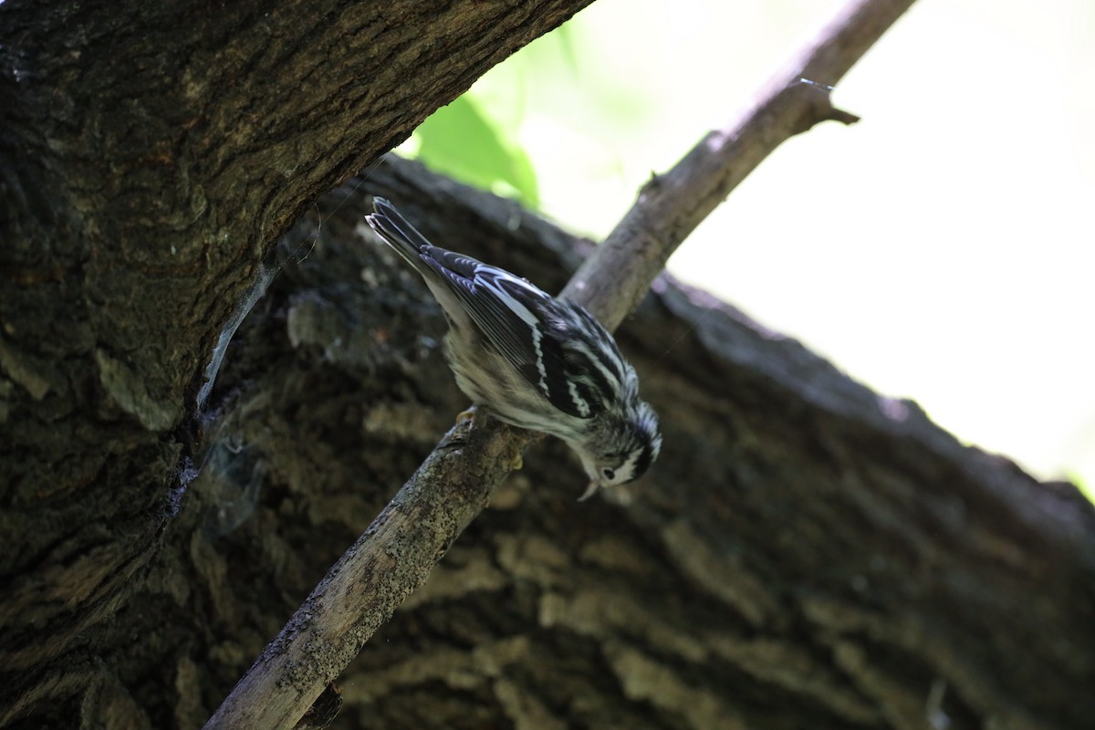 Black-and-white Warbler - ML641260243