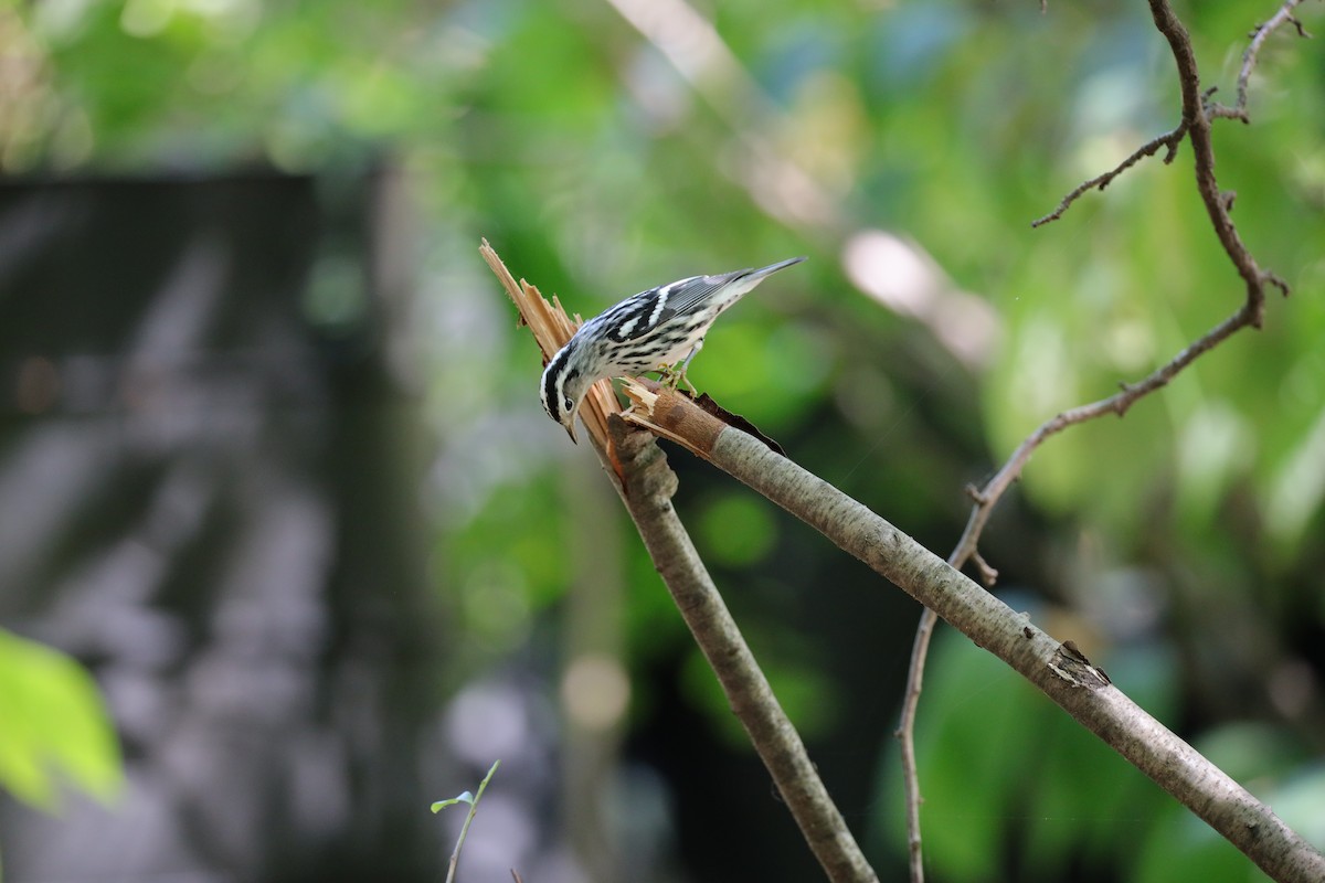 Black-and-white Warbler - ML641260248