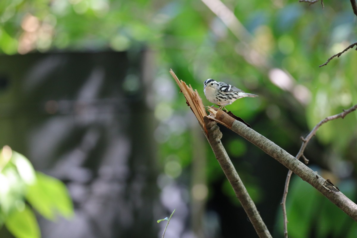 Black-and-white Warbler - ML641260250