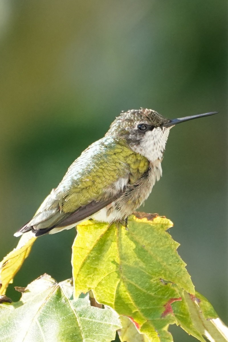 Ruby-throated Hummingbird - ML641260256