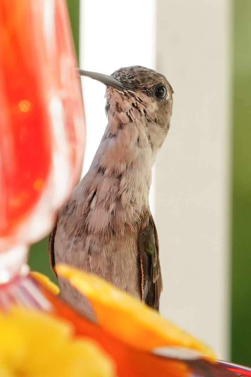 Ruby-throated Hummingbird - ML641260258