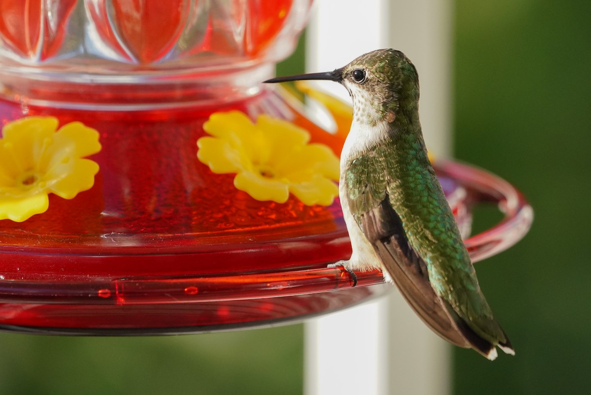 Ruby-throated Hummingbird - ML641260259