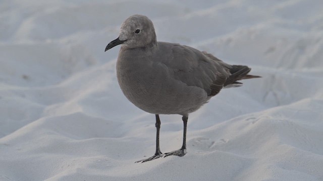 Gray Gull - ML641260276