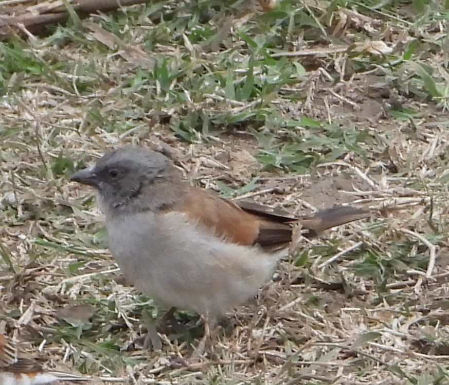 Northern Gray-headed Sparrow - ML641260285