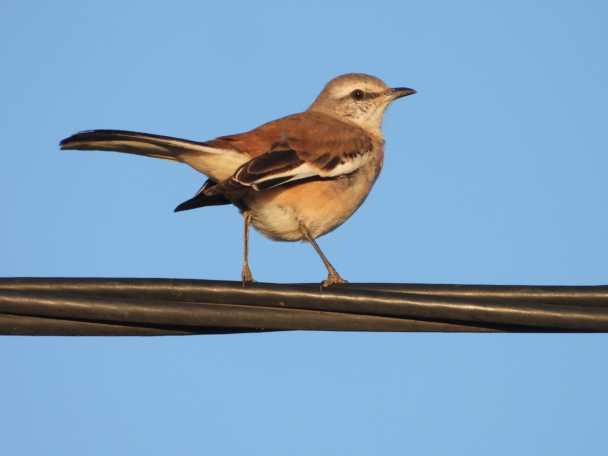 White-banded Mockingbird - ML641260300