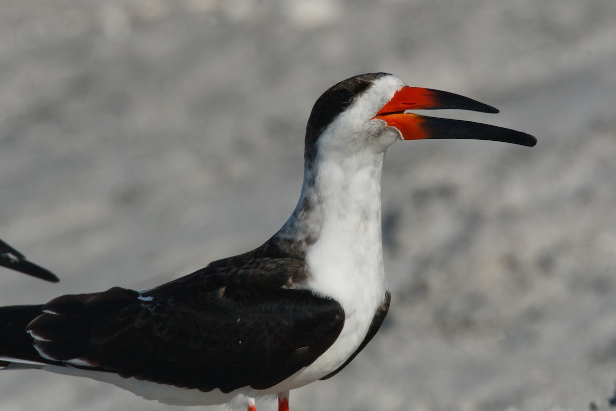Black Skimmer - ML641260310