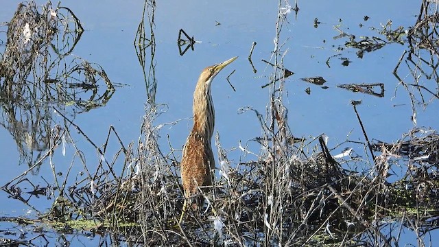 American Bittern - ML641260315