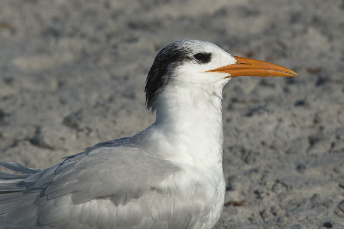 Royal Tern - ML641260322