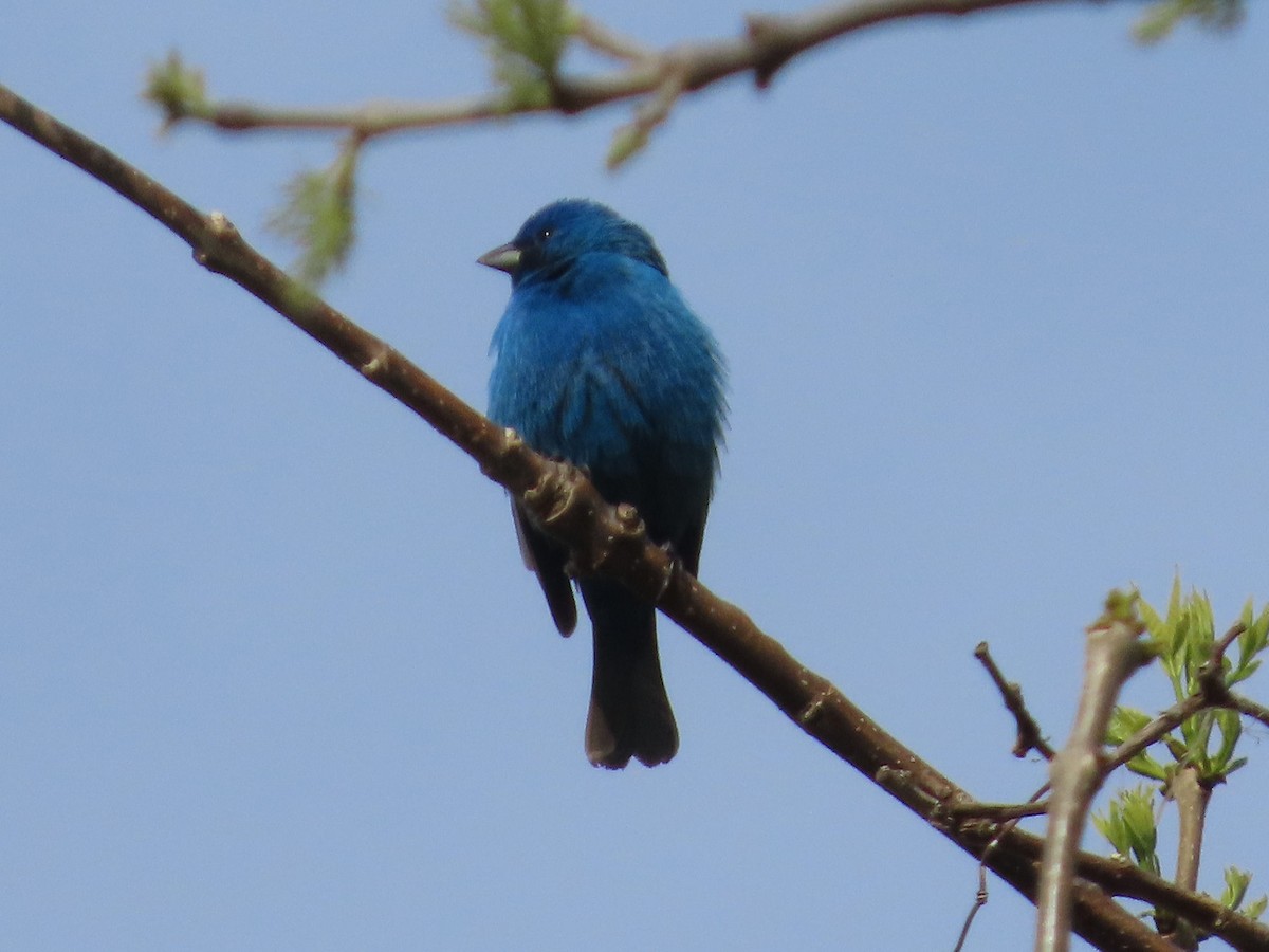 Indigo Bunting - ML641260367