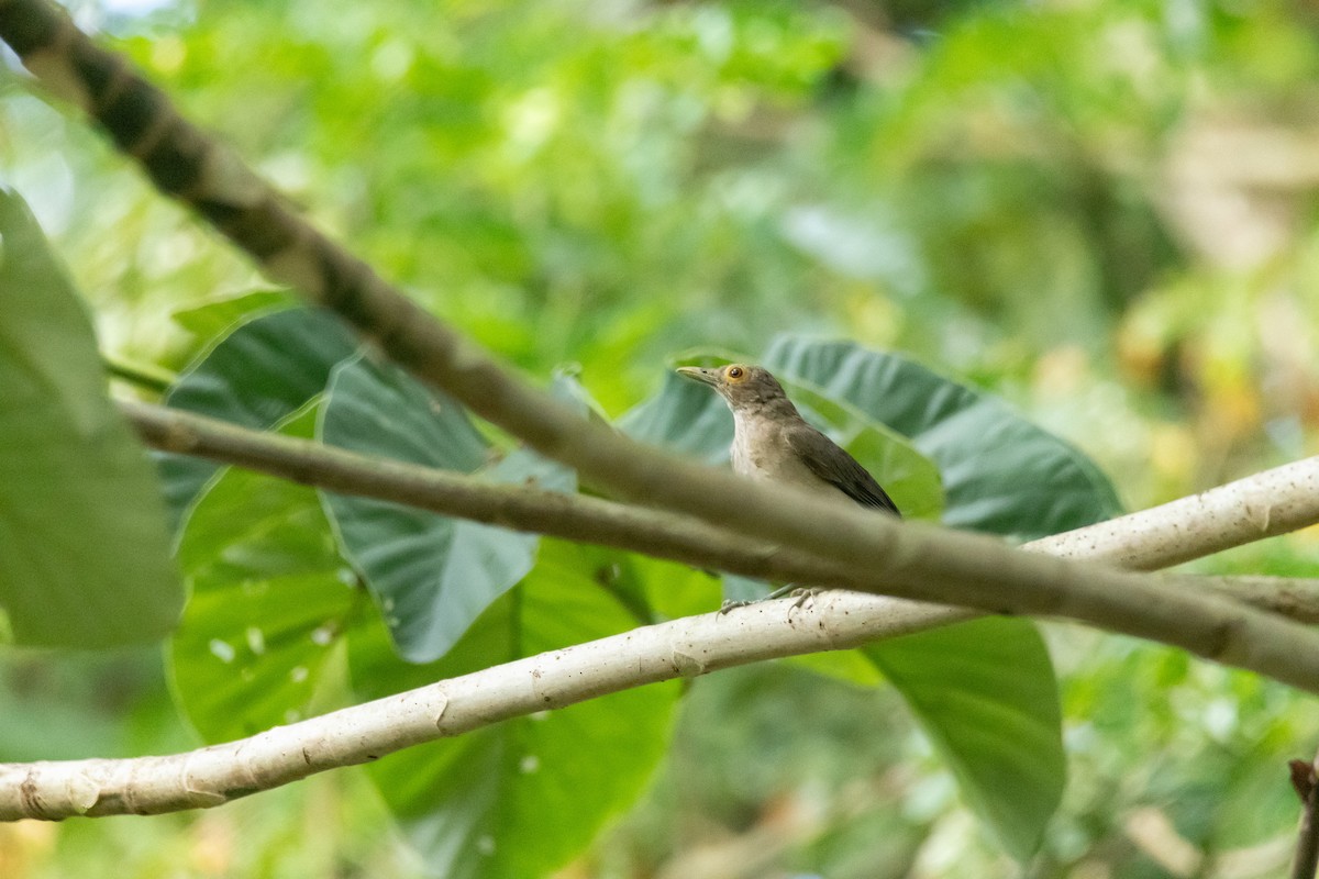 Spectacled Thrush - ML641260372