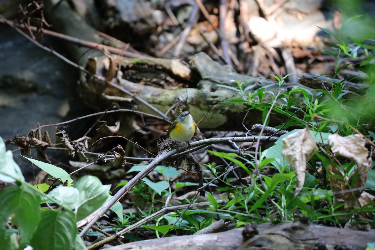 American Redstart - ML641260389