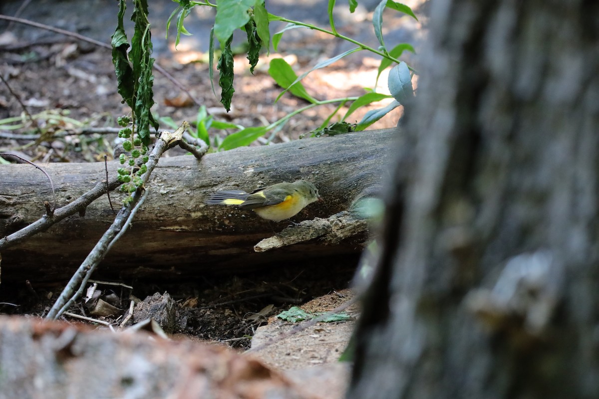 American Redstart - ML641260392