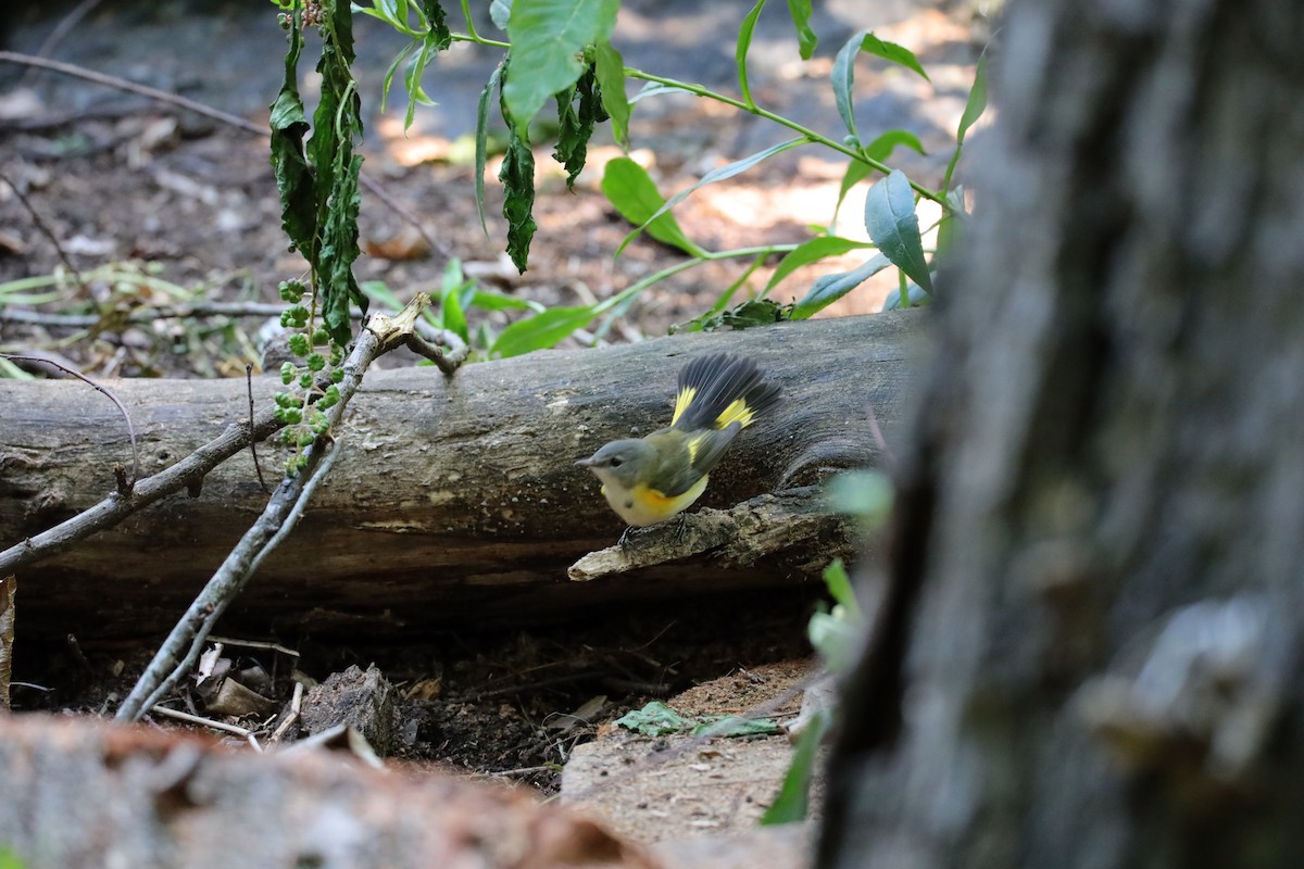 American Redstart - ML641260393