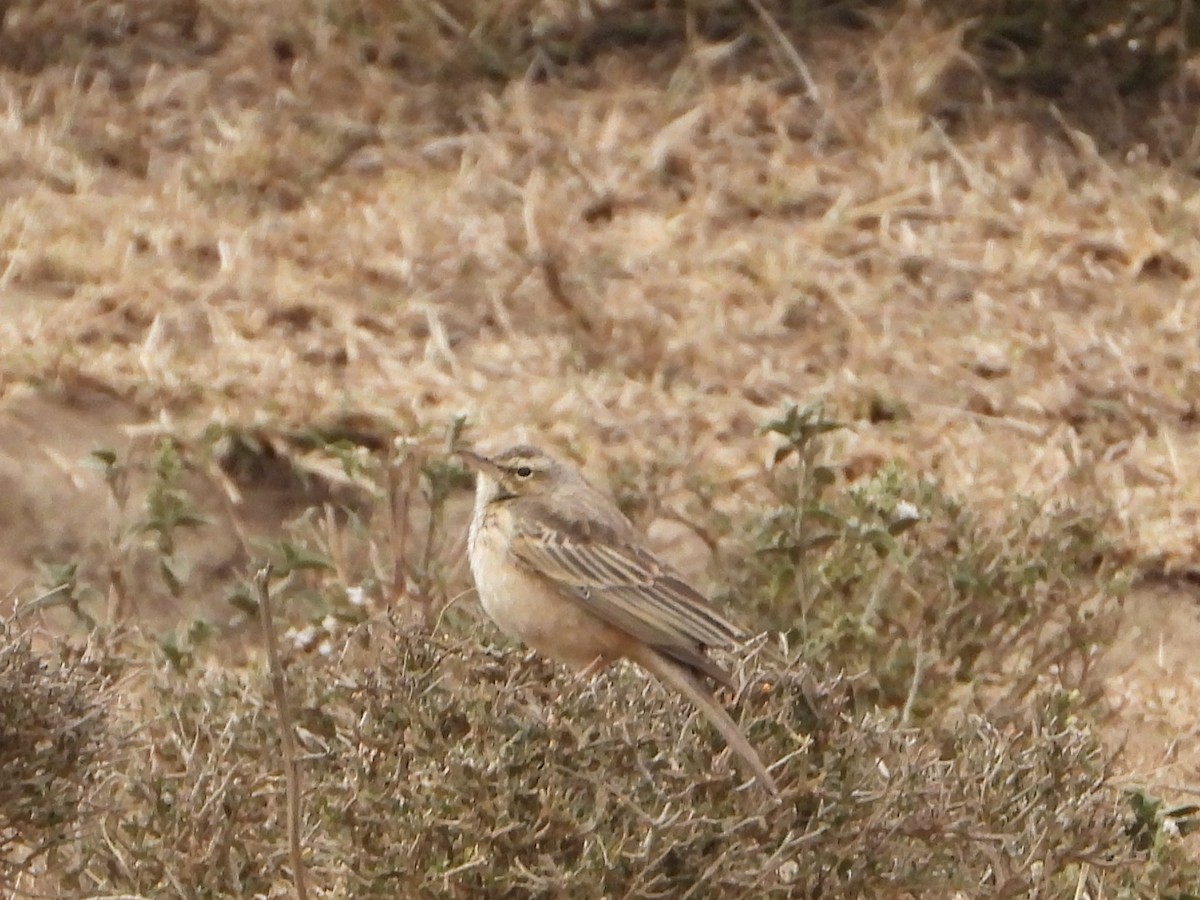 Long-billed Pipit - ML641260400