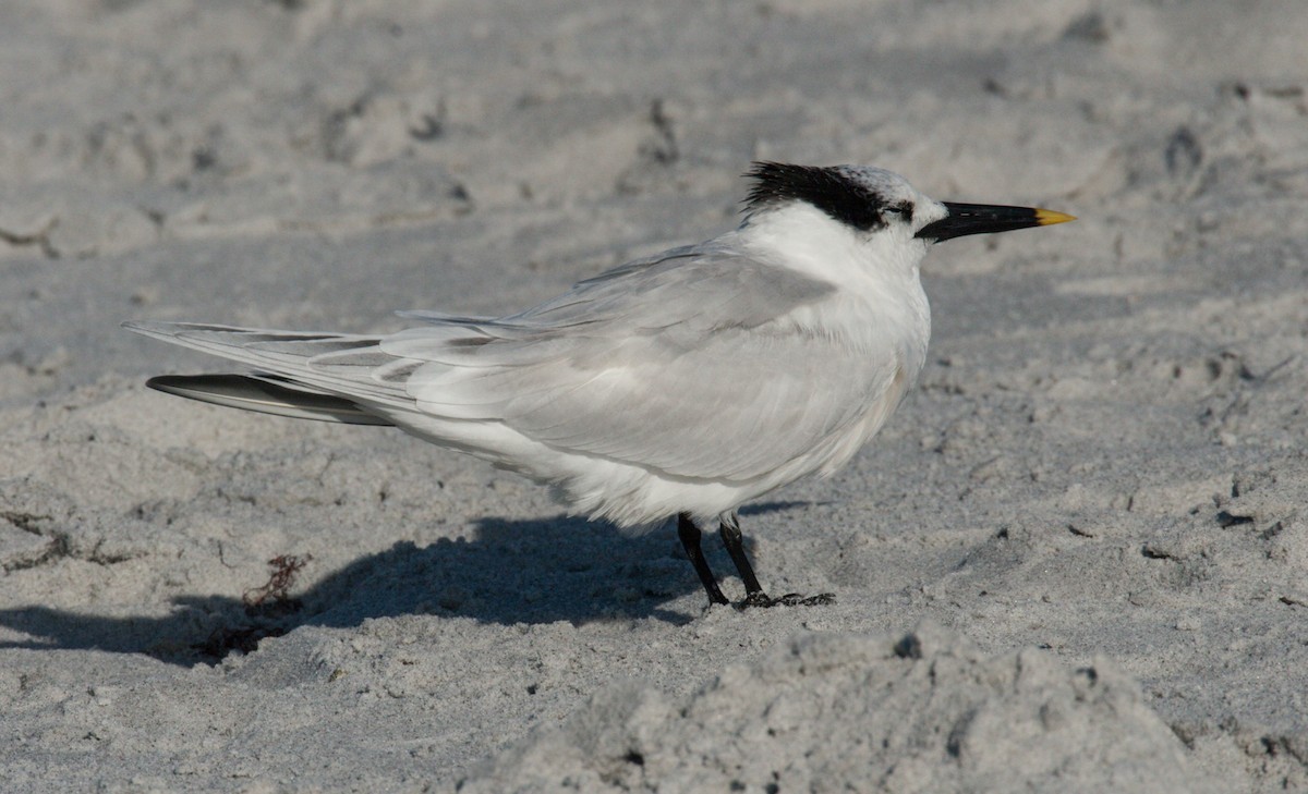 Sandwich Tern - ML641260403